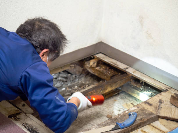 Best Crawl Space Mold Removal  in North Bend, WA