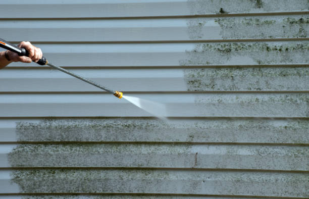 Professional Mold Removal in North Bend, WA