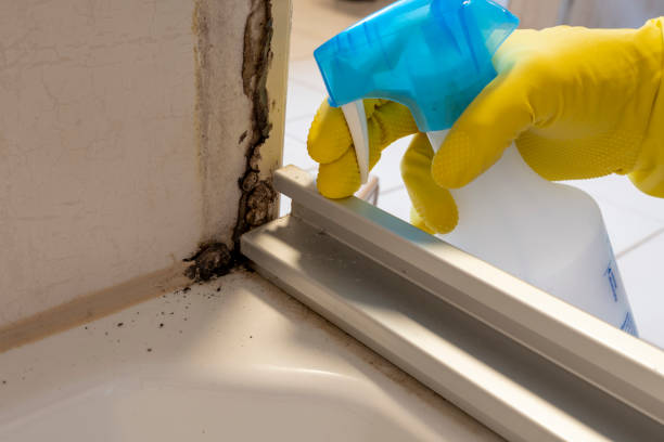 Home Mold Removal in North Bend, WA