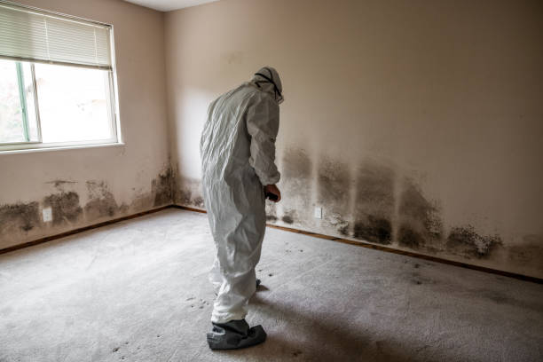 Best Mold Remediation Experts  in North Bend, WA