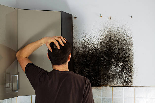 Certified Mold Removal in North Bend, WA