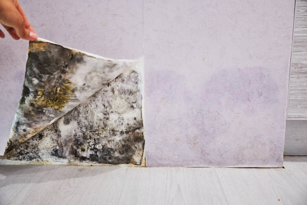 Best Home Mold Removal  in North Bend, WA